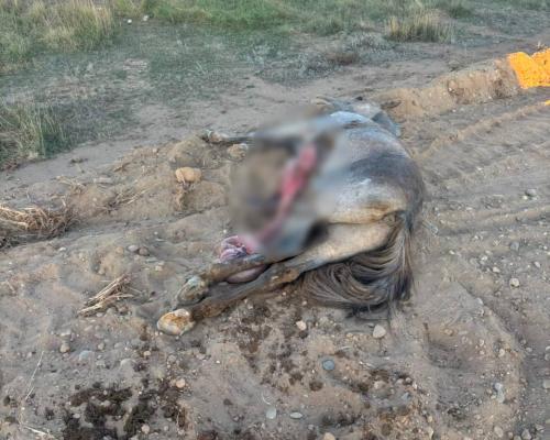 ДТП с лошадью произошло на трассе Семей — Усть-Каменогорск