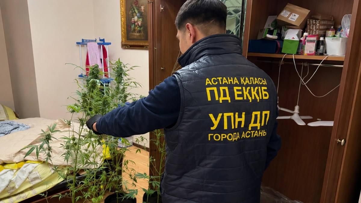 Полиция выявила домашнюю наркоплантацию в квартире жительницы Астаны 