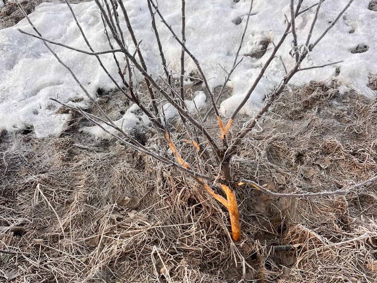 В Усть-Каменогорске жители переживают за судьбу яблоневого сада 