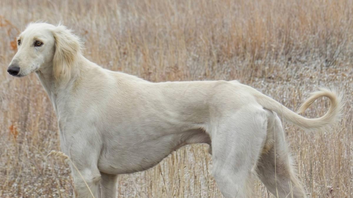 В Казахстане официально появится День казахских пород собак