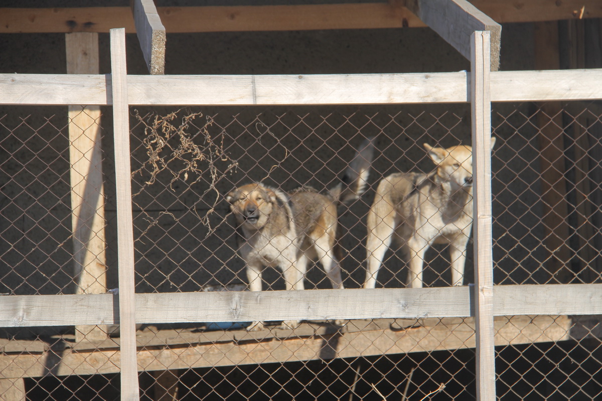 Пять дней и всё: в Казахстане обсуждают жёсткие меры для бродячих собак