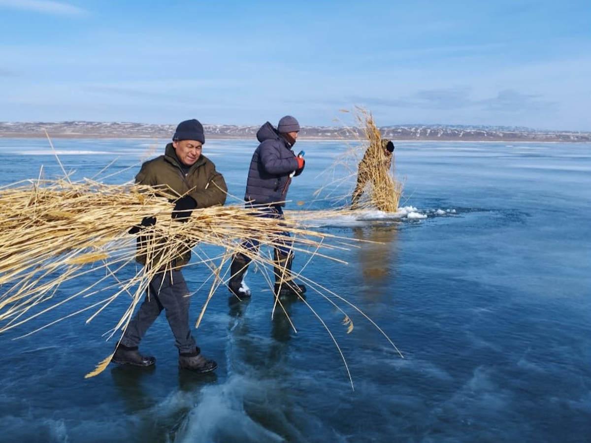 В ВКО на Бухтарминском водохранилище спасают рыбу от возможного замора