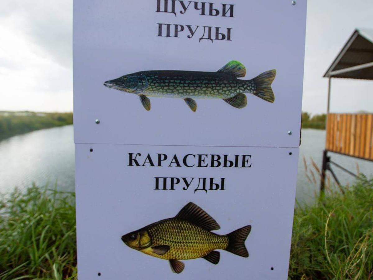 В ВКО к 2030 году планируют почти в четыре раза увеличить производство товарной рыбы