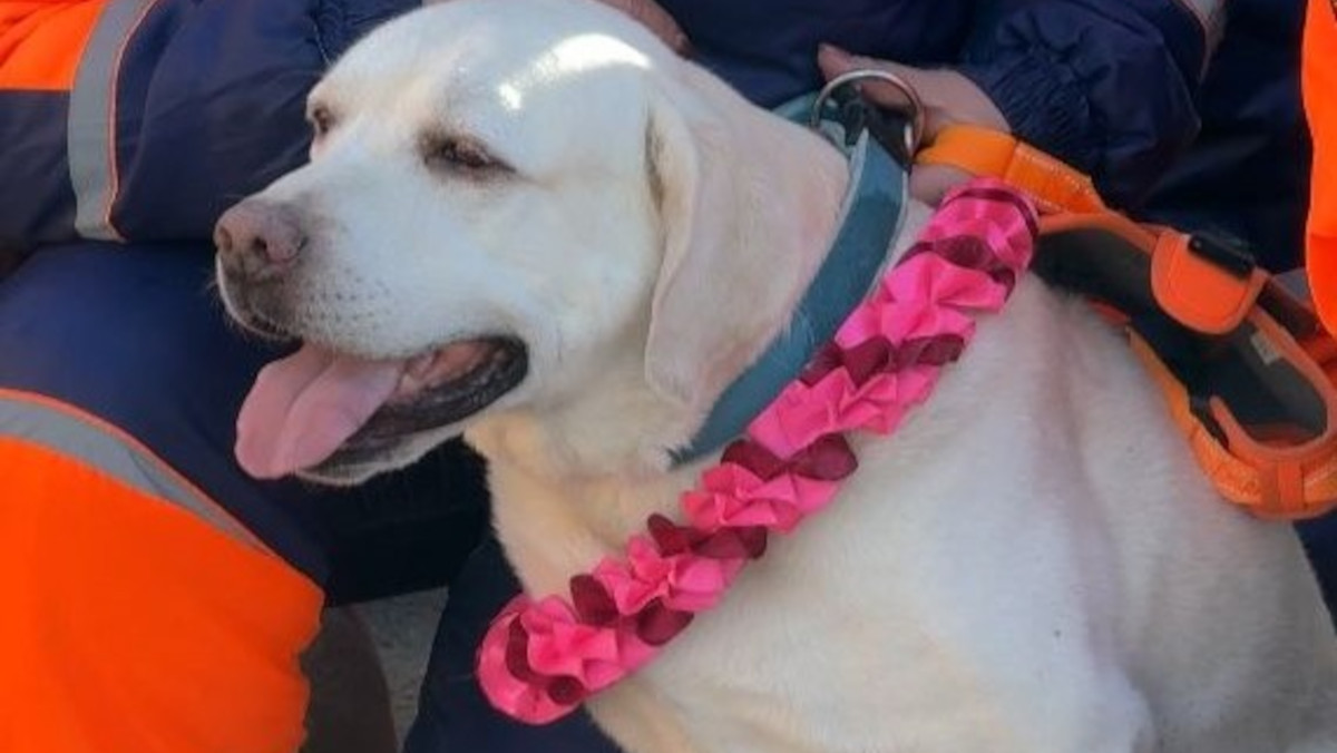 В Усть-Каменогорске четвероногого спасателя проводили на «пенсию»