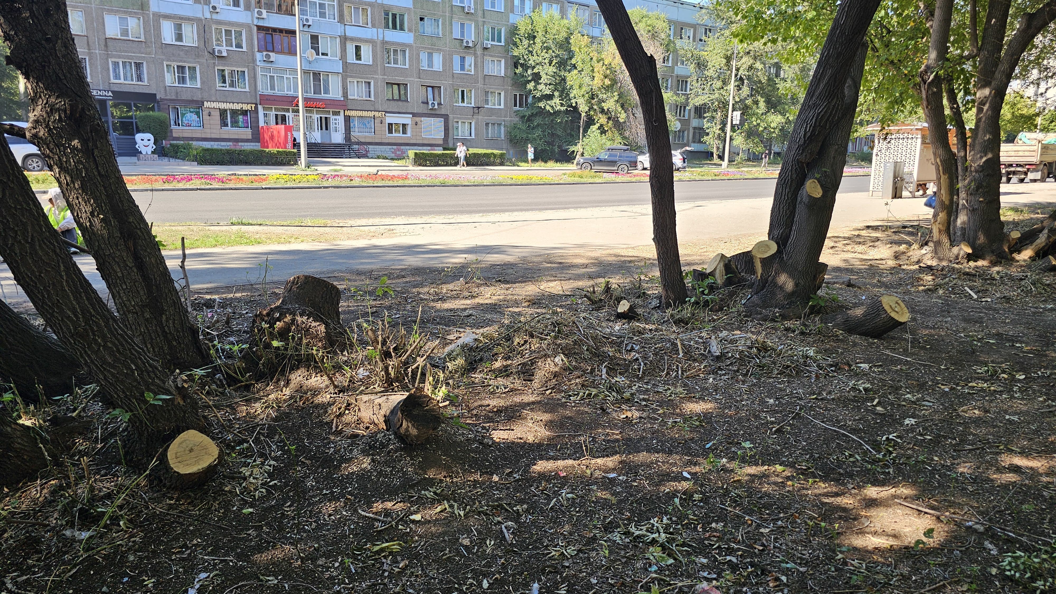 В Усть-Каменогорске объяснили, зачем вырубили деревья на бульваре Гагарина