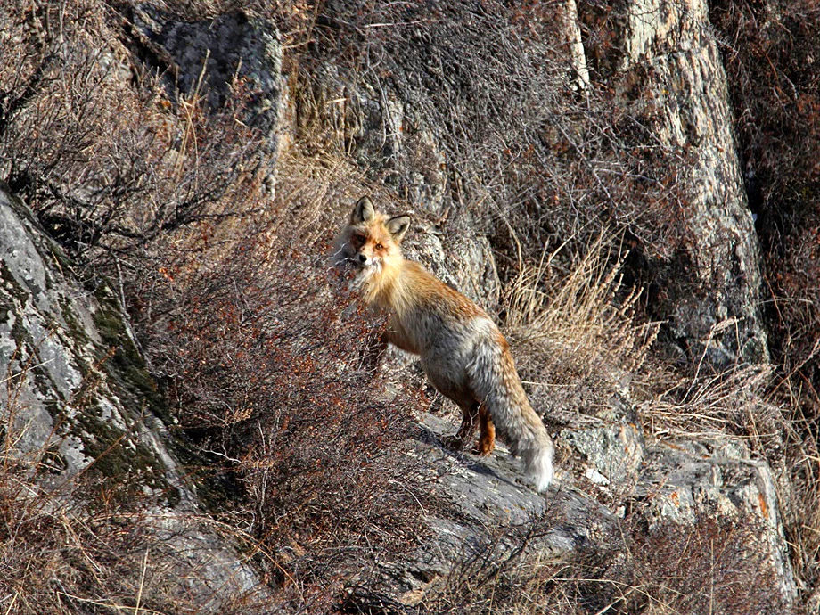 В ВКО пять коров заразились бешенством после контакта с лисой