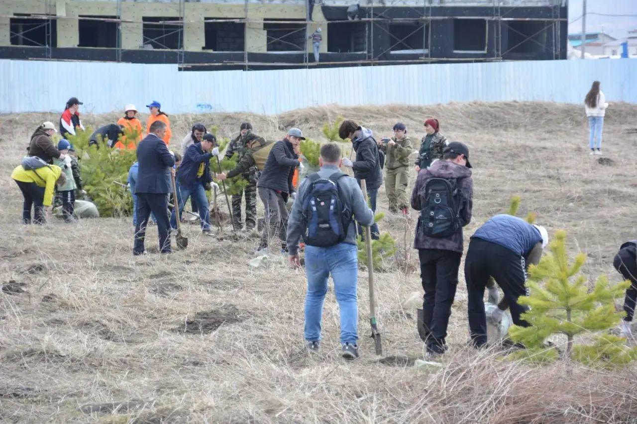 В Риддере предлагают создать лесной кластер