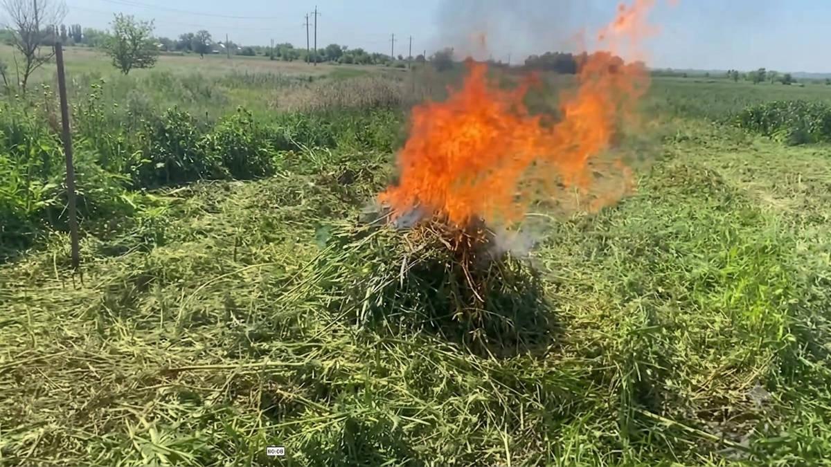 Правоохранители совместно с наркологом уничтожали коноплю в одном из районов ВКО