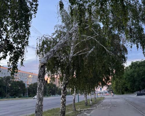 Сильный ветер повалил деревья в нескольких районах Усть-Каменогорска