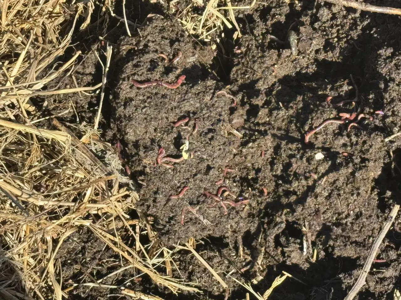 Как калифорнийские черви помогают семье из района Алтай заработать на биогумусе