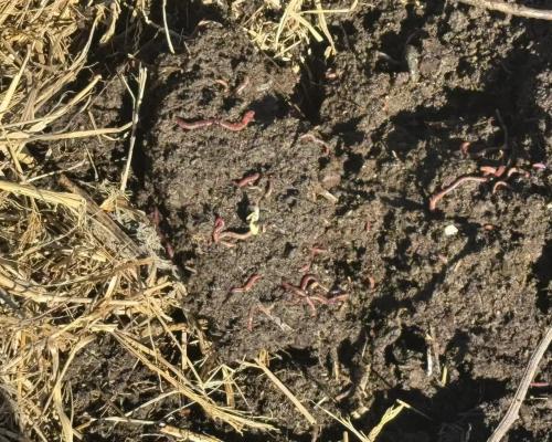 Как калифорнийские черви помогают семье из района Алтай заработать на биогумусе