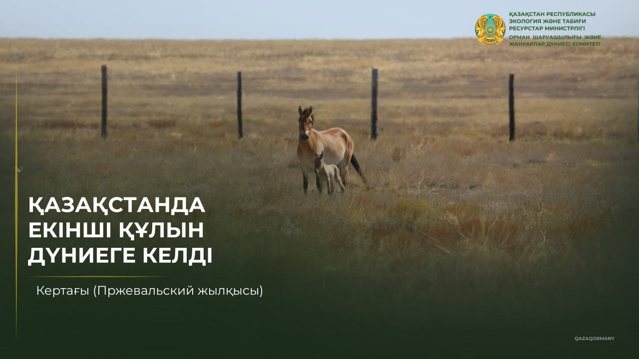 В Казахстане родился второй жеребенок лошади Пржевальского