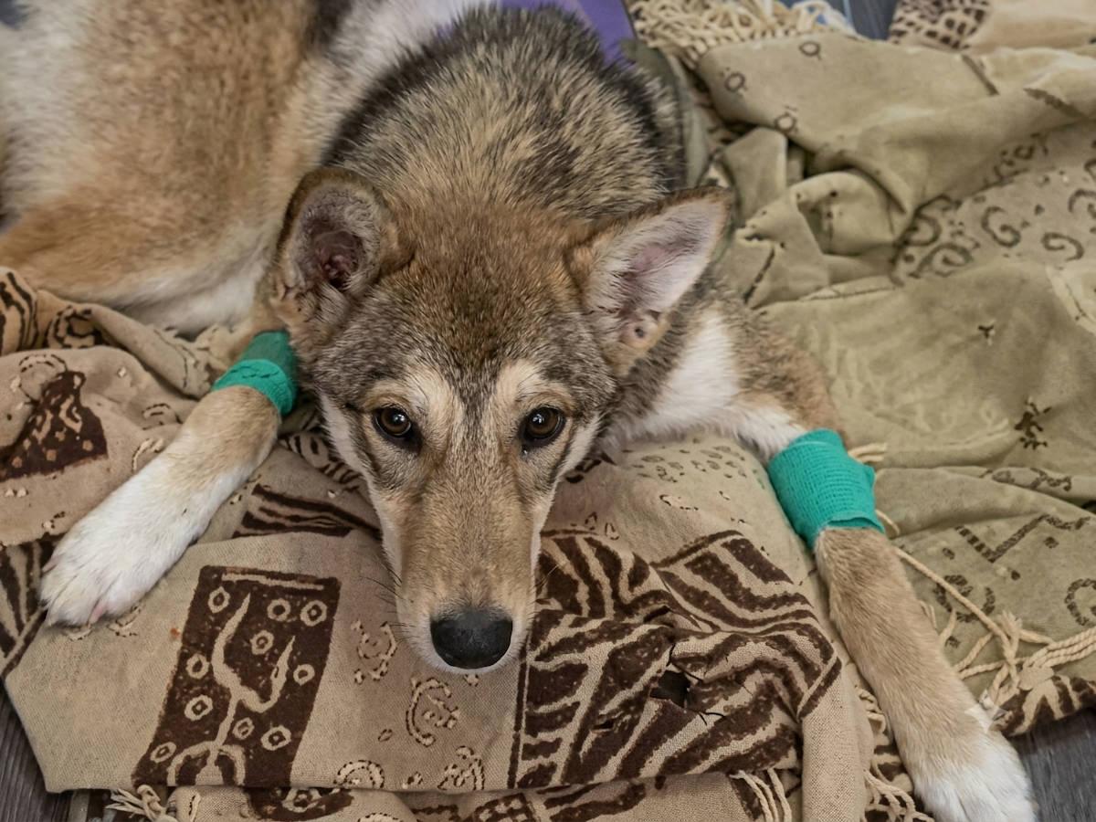 В ВКО пострадавший в ДТП пес, которому помогали «всем миром», проходит курс реабилитации 