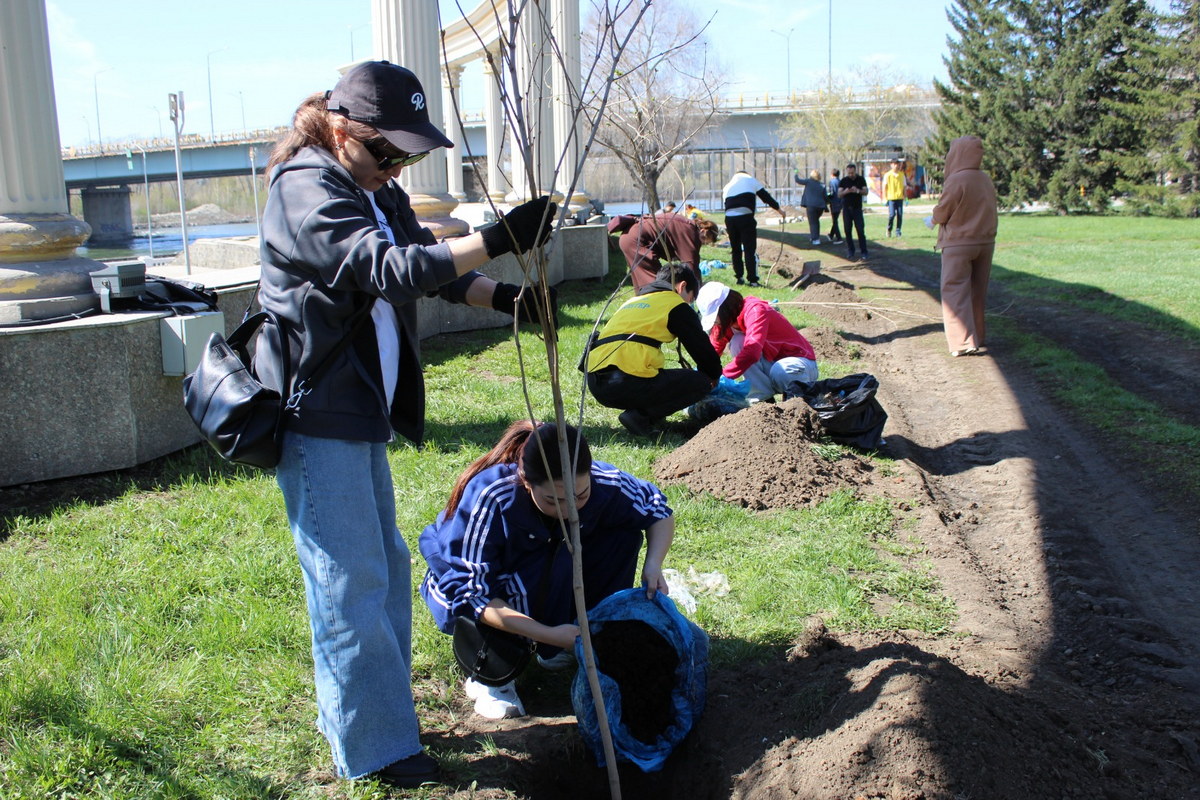 В Усть-Каменогорске высадили полторы сотни деревьев возле Амфитеатра