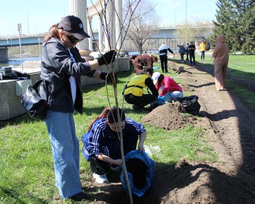 В Усть-Каменогорске высадили полторы сотни деревьев возле Амфитеатра