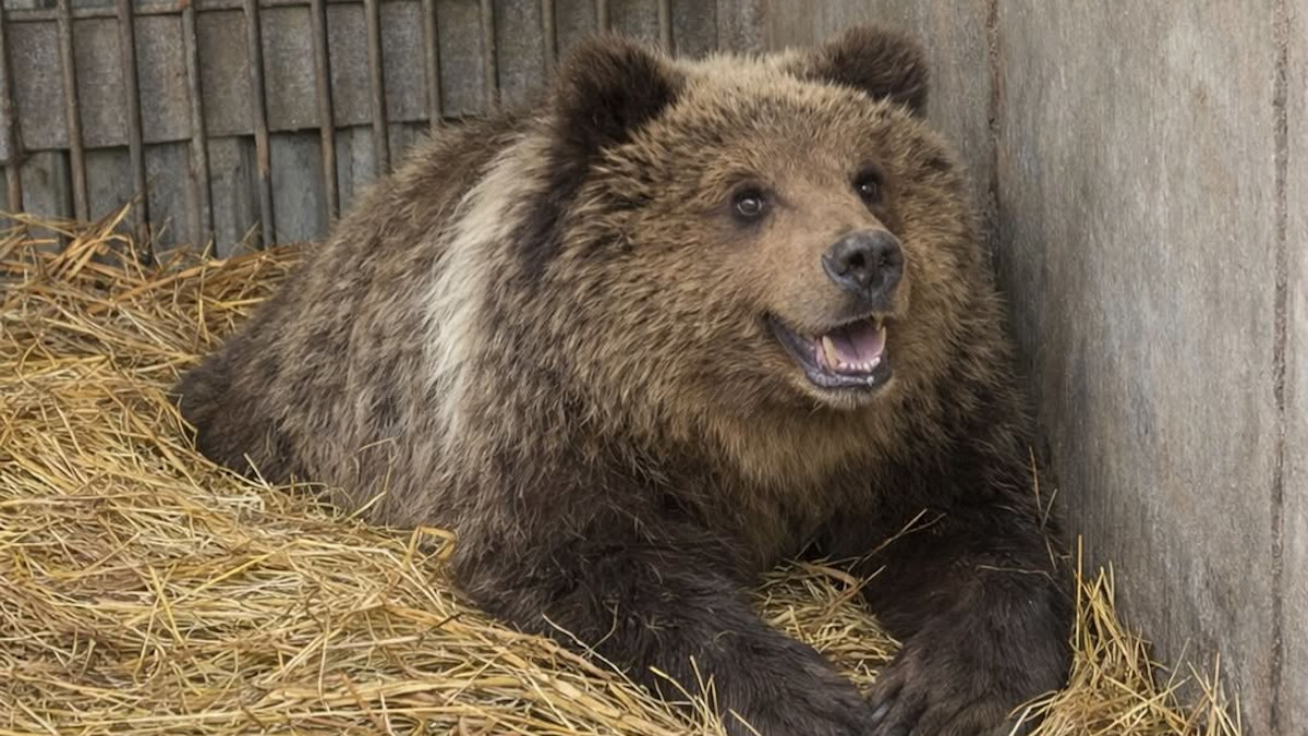 В зоопарке Усть-Каменогорска медвежонок Хабар готовится к новоселью