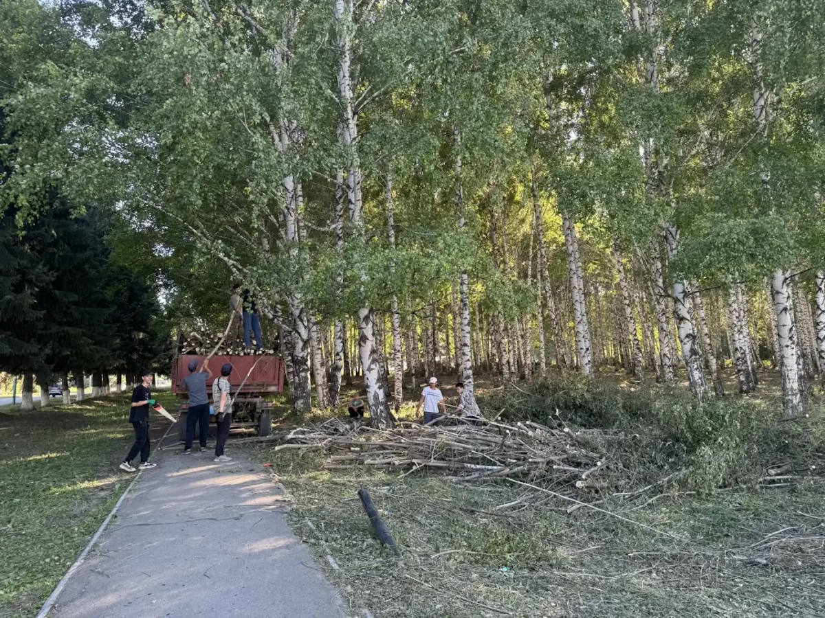 Десятки квадратных метров клёна выкосили в городе Алтае