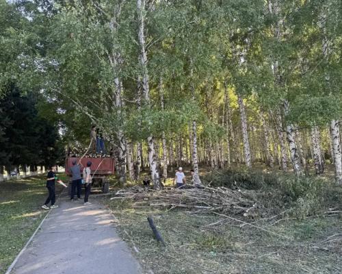 Десятки квадратных метров клёна выкосили в городе Алтае