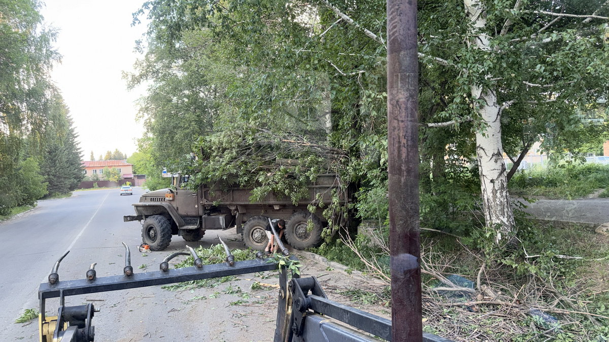 В Риддере опасные деревья идут под снос