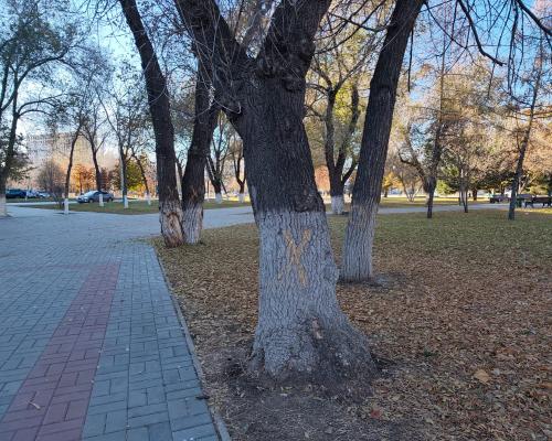 На деревьях в центре Усть-Каменогорска появились загадочные знаки