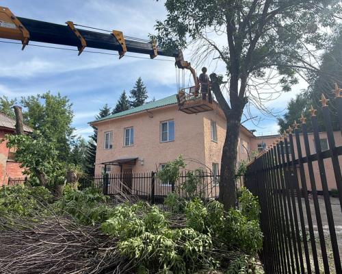 В Риддере опасные деревья идут под снос