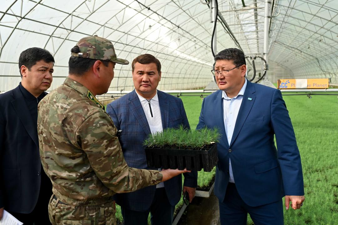 Леса «Семей орманы» восстанавливают с помощью уникальной технологии