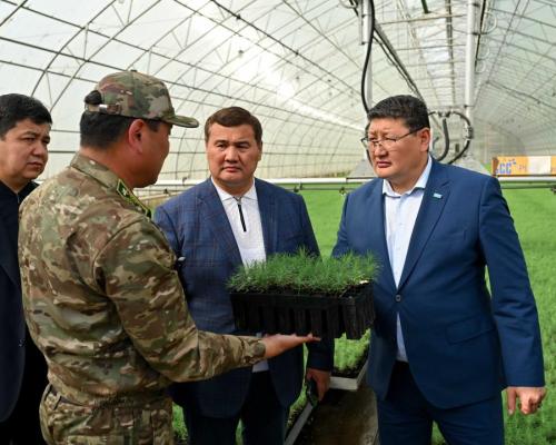 Леса «Семей орманы» восстанавливают с помощью уникальной технологии