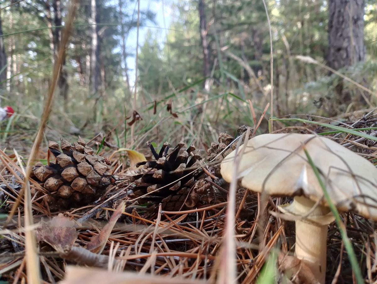В ВКО в ближайшее время намерены приступить к созданию трёх экопарков