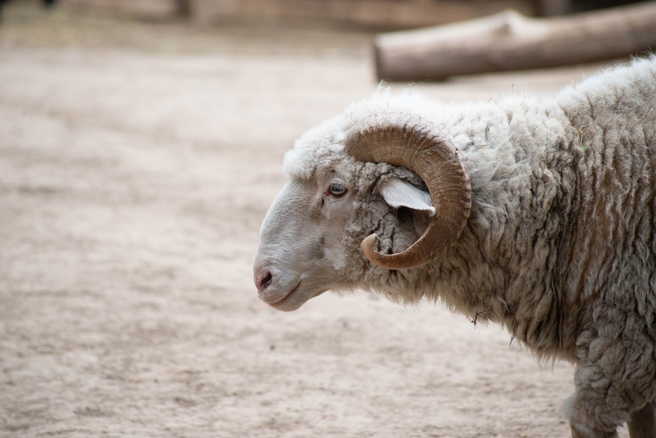 Почти тысячу голов скота пытались незаконно вывезти из Казахстана