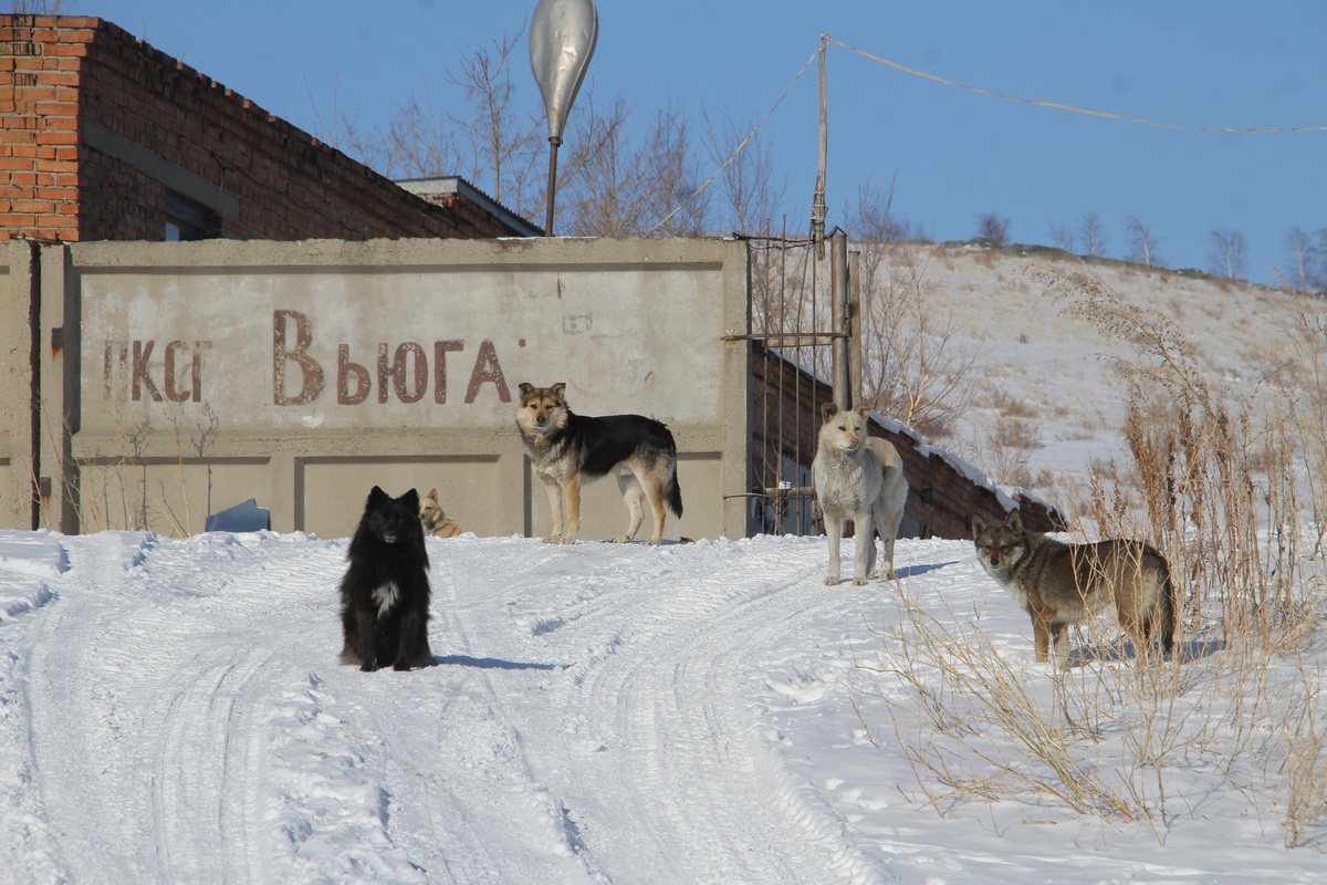 Проблема бродячих собак в Усть-Каменогорске не имеет простого решения