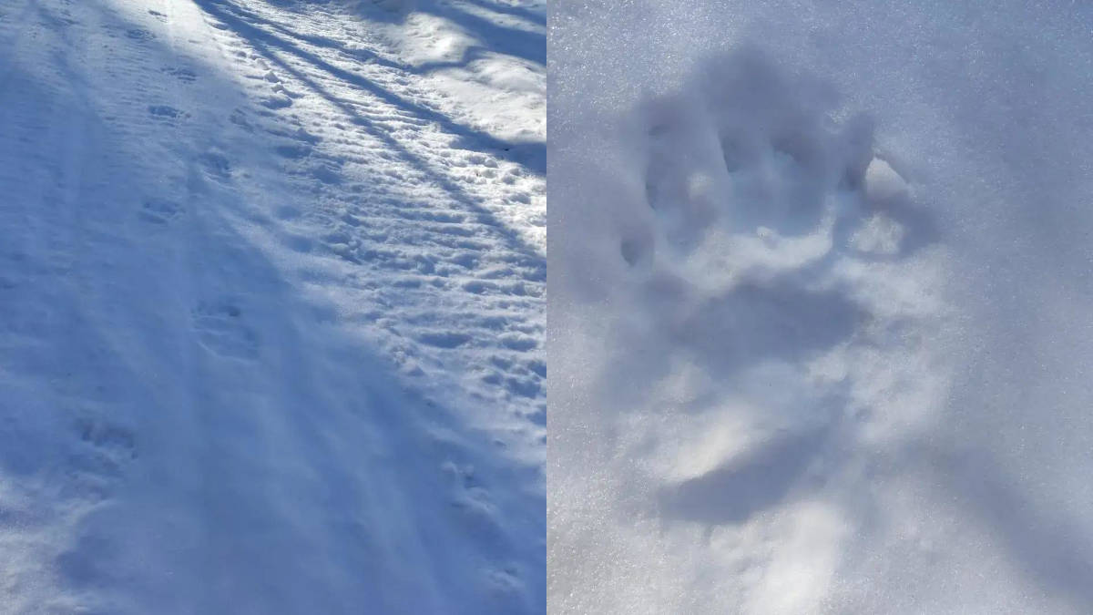 В ВКО после зимней спячки проснулись медведи