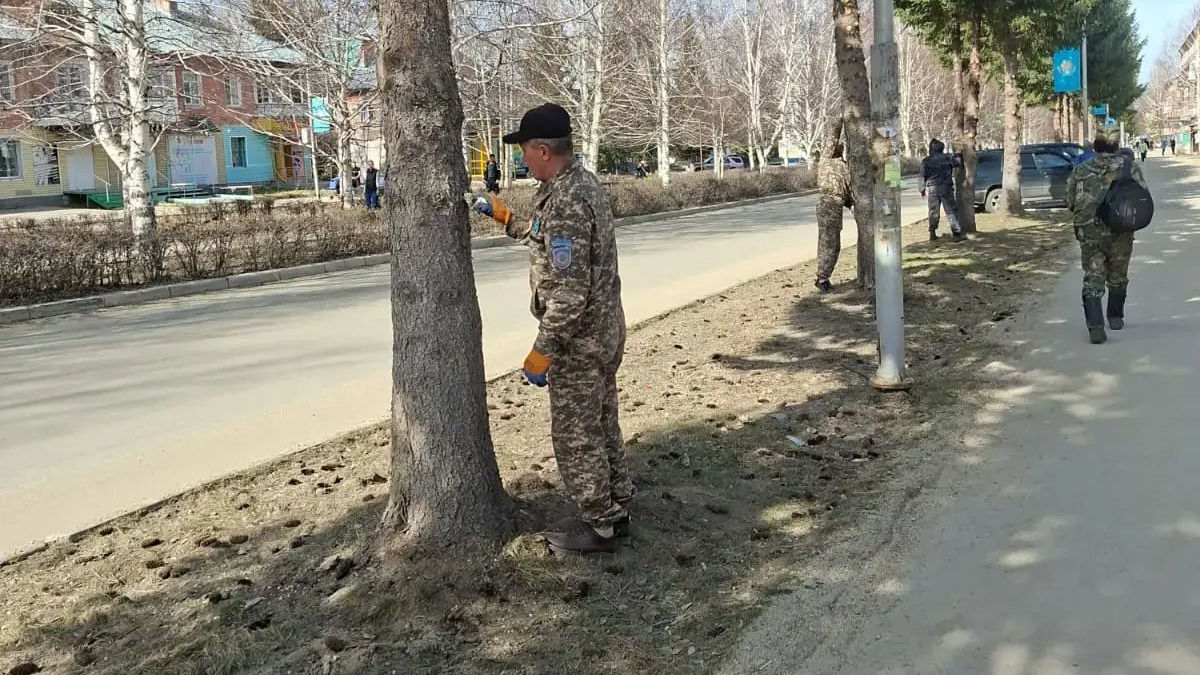 В Риддере обработали спилы кронированных елей на проспекте Независимости