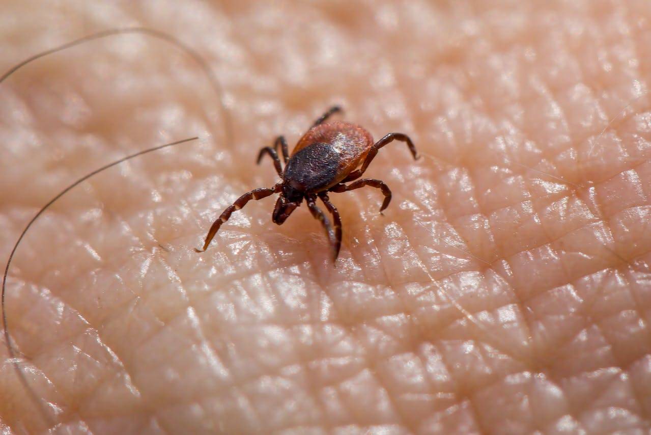 В ВКО скоро вновь активизируются клещи