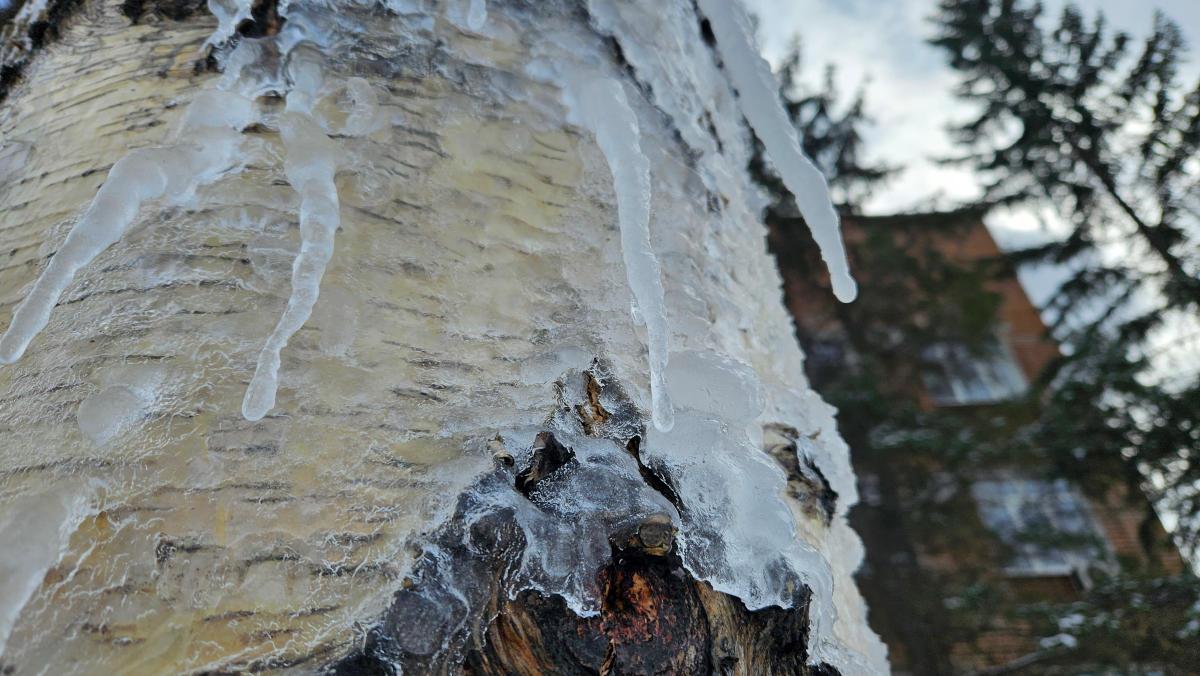 В Усть-Каменогорске возле Амбулаторного центра варварски обрезали берёзы
