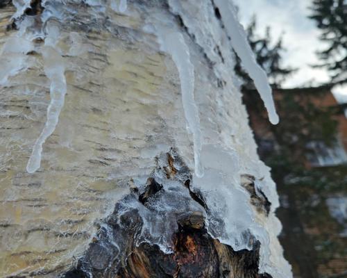 В Усть-Каменогорске возле Амбулаторного центра варварски обрезали берёзы