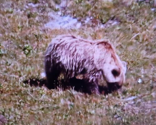 За один день риддерский фотограф увидел в районе Ивановского хребта одиннадцать медведей