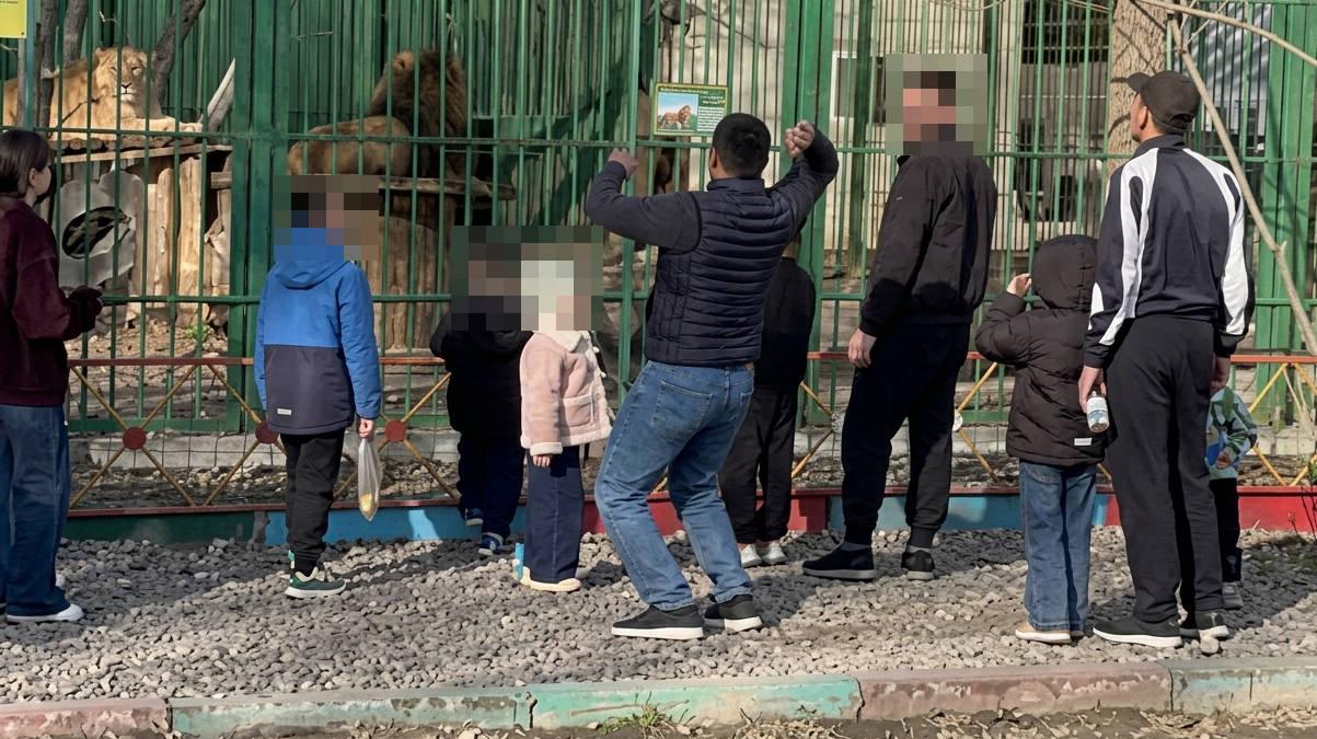 Бросали камни в львов при детях: в Семее установили личности мужчин