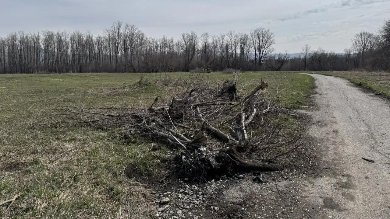 Неизвестные выкорчевали около десяти деревьев на территории города Алтая