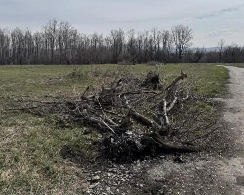 Неизвестные выкорчевали около десяти деревьев на территории города Алтая