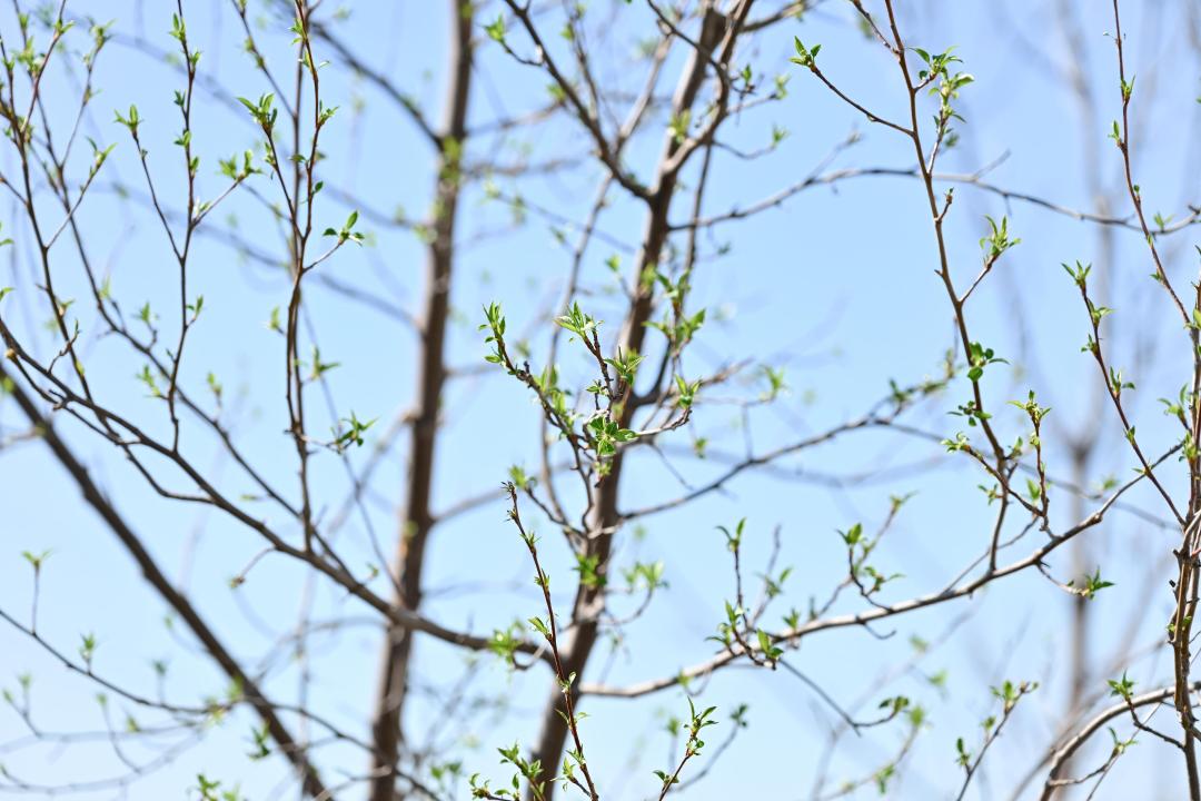 В Семее стартовало масштабное озеленение: план — 2200 деревьев