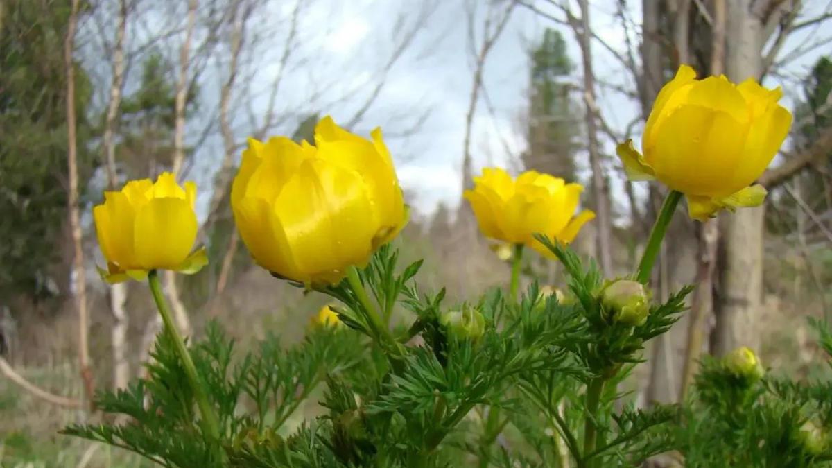 Риддерцев призывают не уничтожать первоцветы