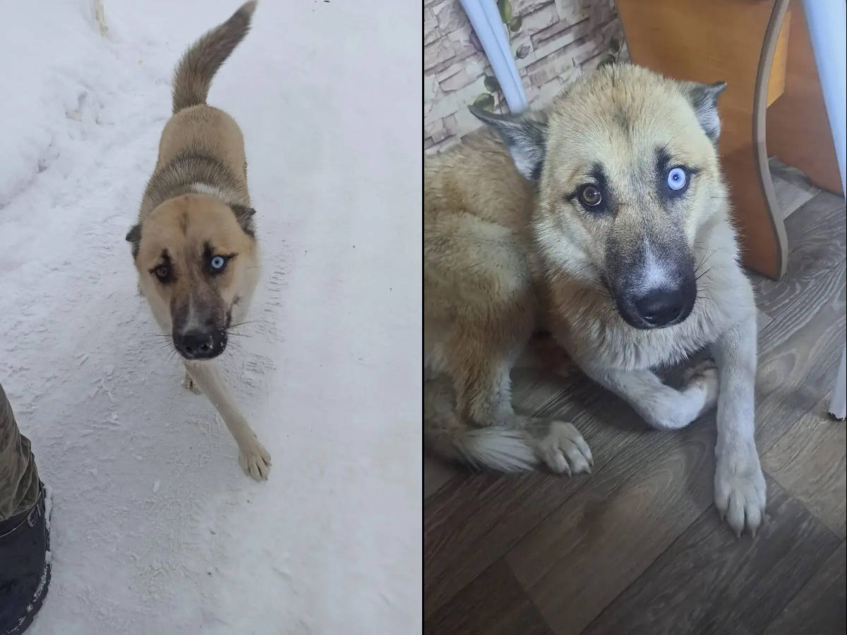 Собака провалилась в открытый колодец в городе Алтае