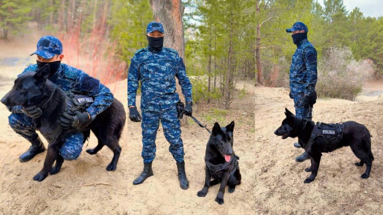 Служебные собаки в области Абай: как они помогают полиции раскрывать преступления