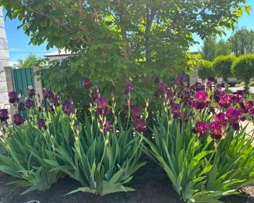 В Серебрянске цветущий уголок ирисов радует горожан
