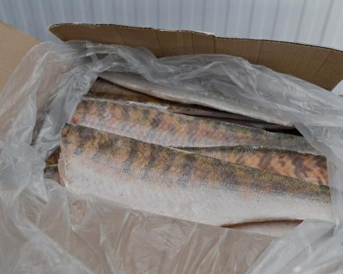 Рыбоперерабатывающий цех в Тассае поставляет продукцию на рынок Европы