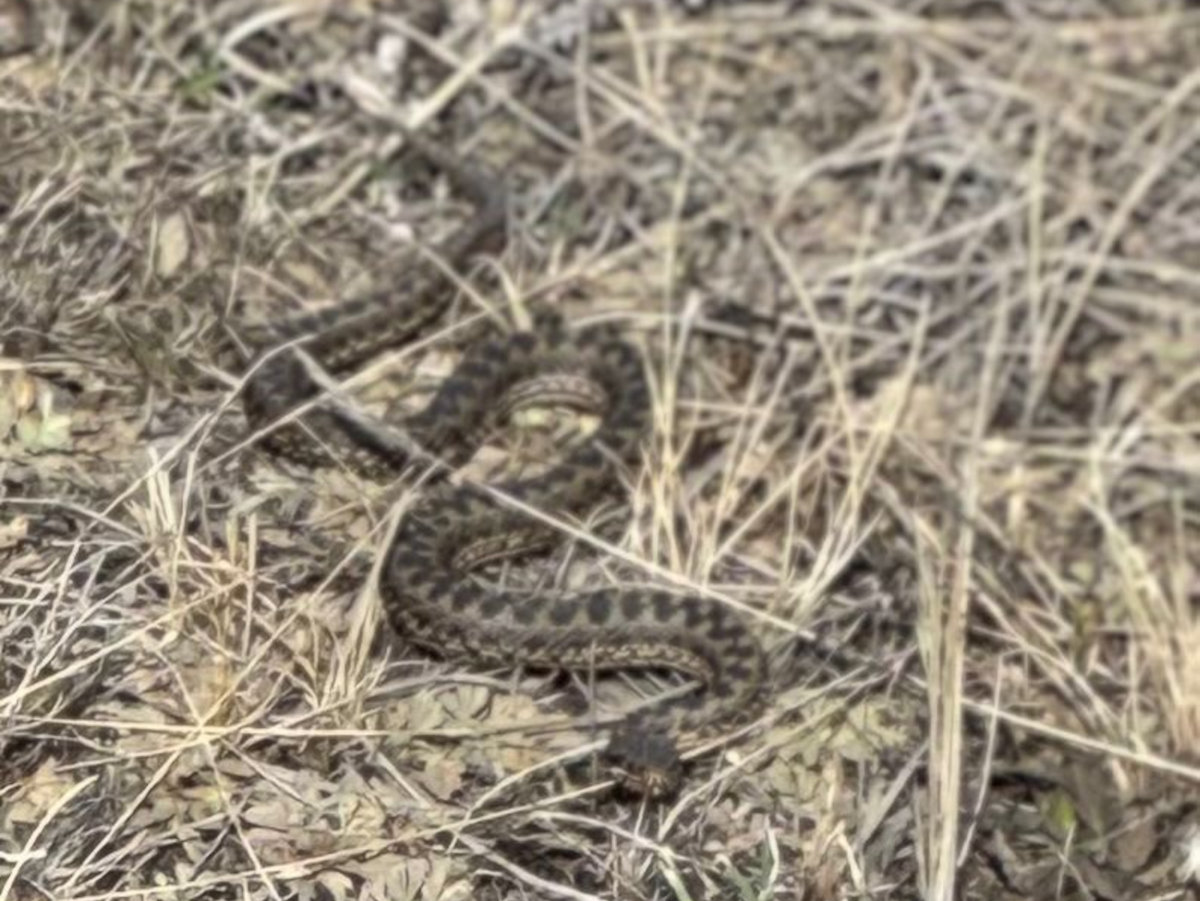 В ВКО сотрудники нацпарка поделились снимками с его обитателями и первоцветами
