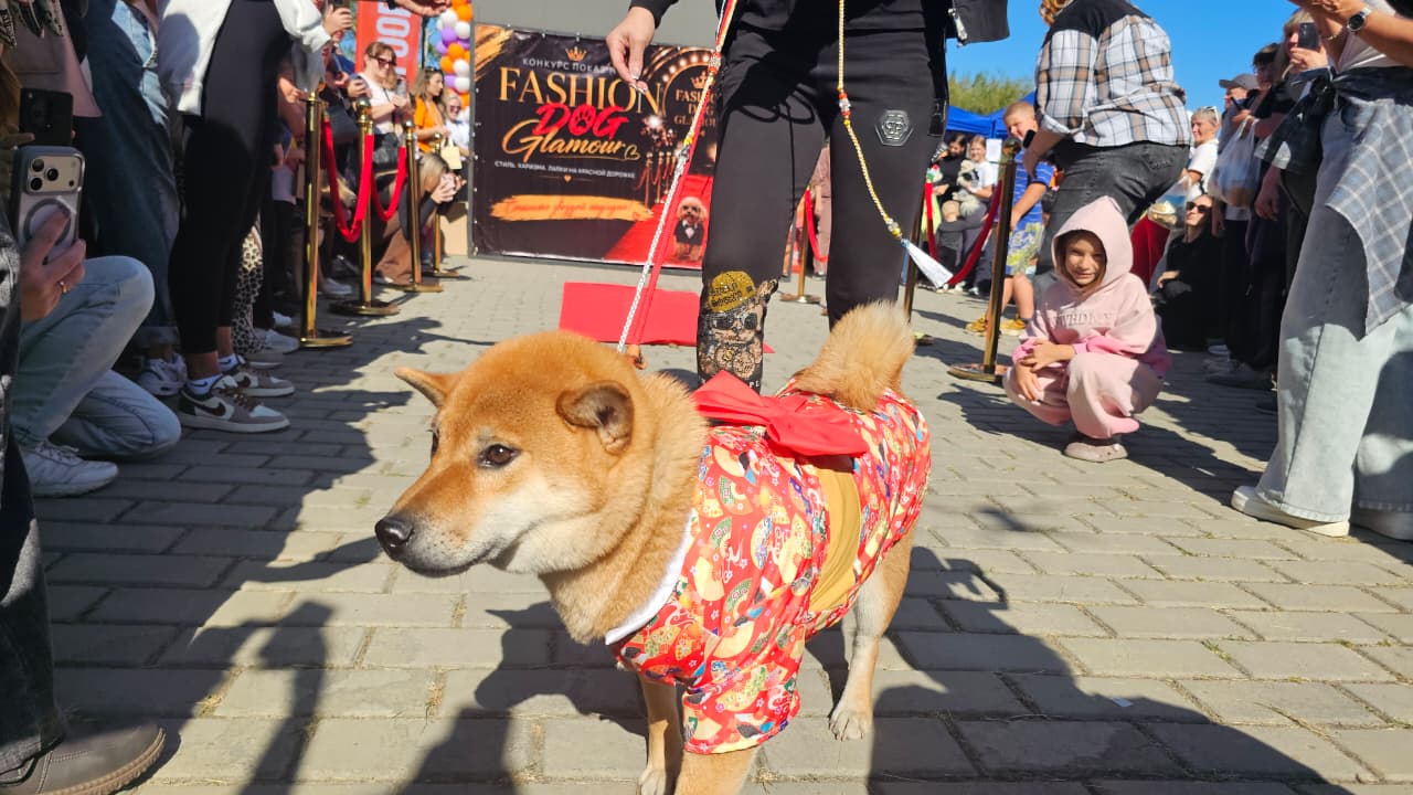 Собаки, конкурсы и помощь приютам: как прошёл PET DOG FEST 2026