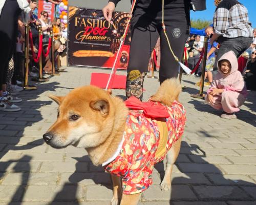 Собаки, конкурсы и помощь приютам: как прошёл PET DOG FEST 2026
