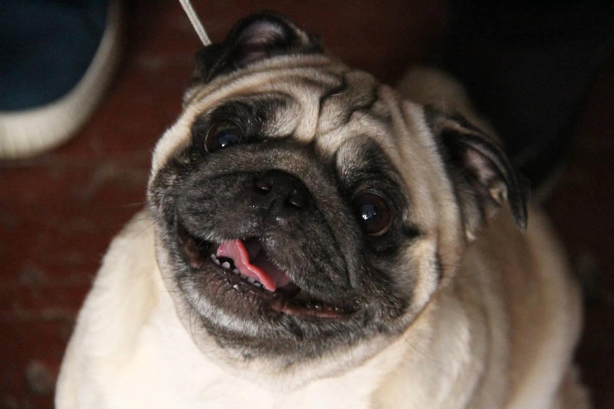 В Усть-Каменогорске состоится международная выставка собак 