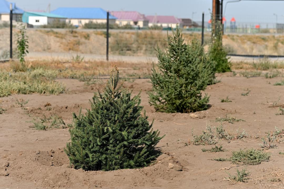 В области Абай в рамках World Cleanup Day высадили более 3 тысяч деревьев